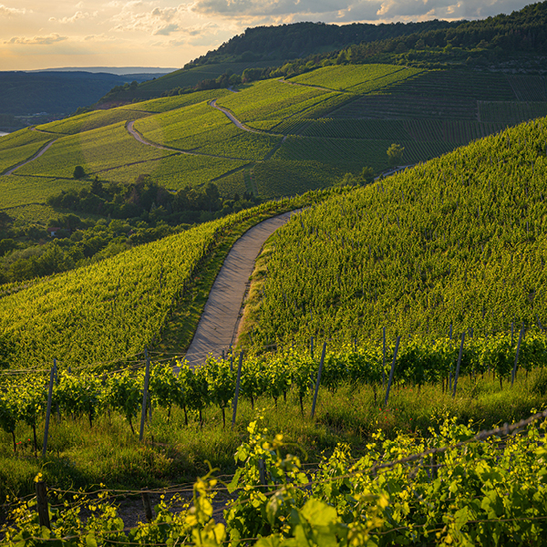 Info over wijnreis 2026 Pfalz - Elzas -