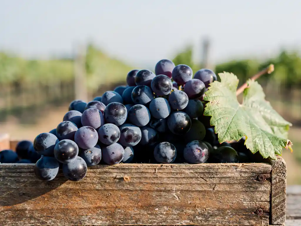 De 8 meest onderschatte blauwe druivenrassen